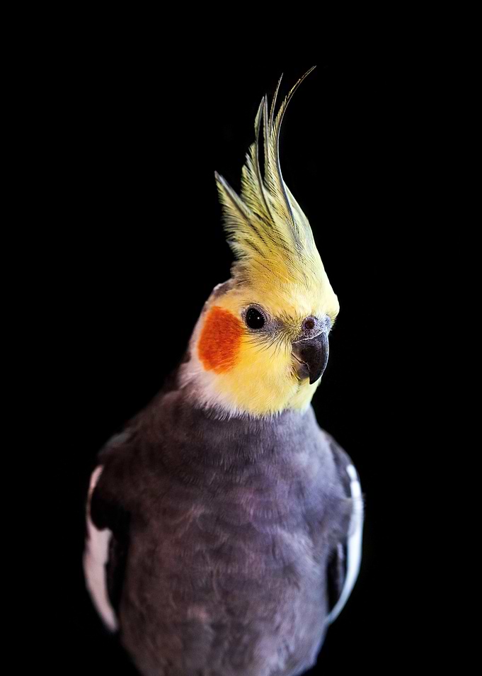 Cockatiel Portrait