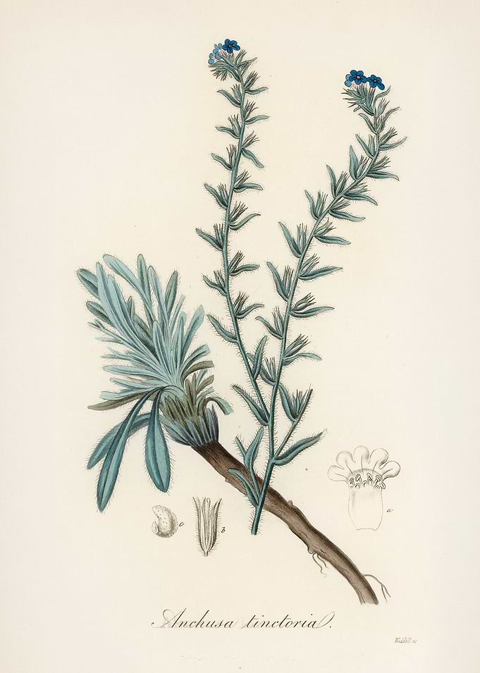 Alkanet Flower Illustration