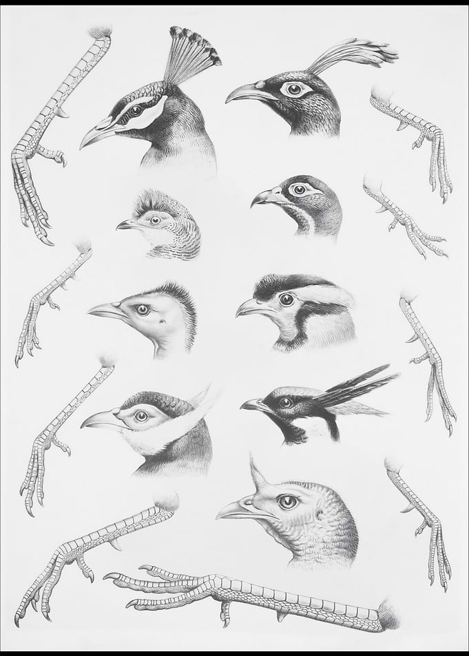 Bird Anatomy Drawings