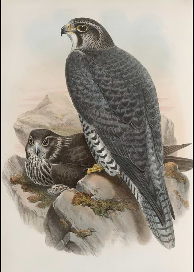 Peregrine Falcon Illustration