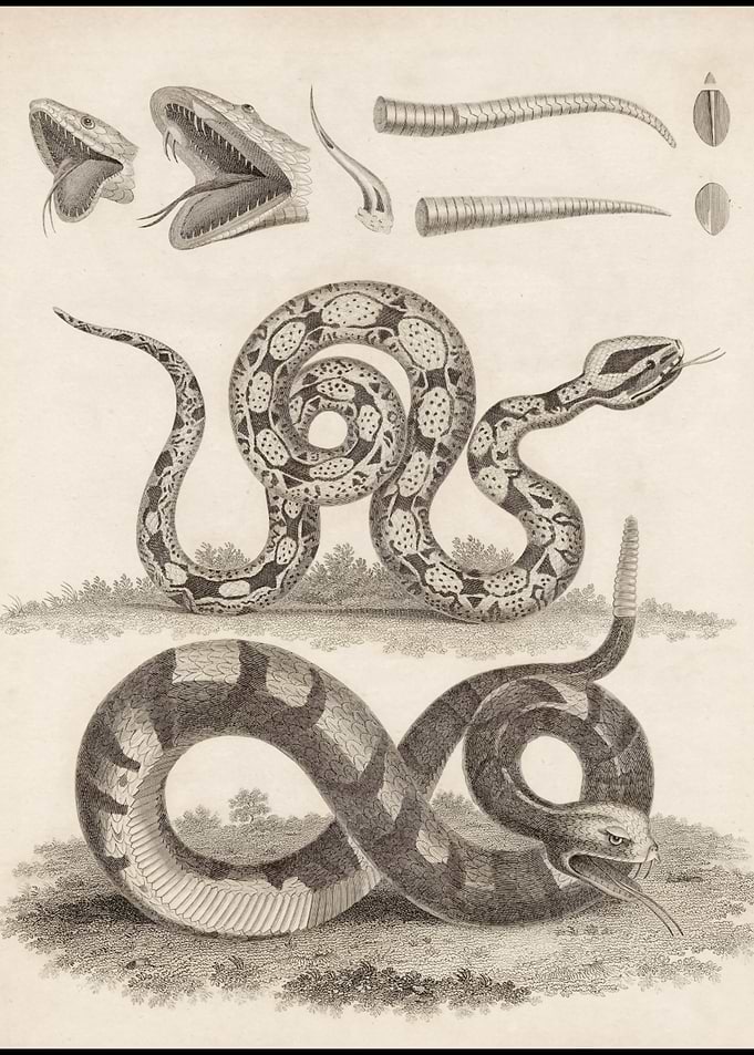 Snake Anatomy Illustration Of A Herpitologist Life