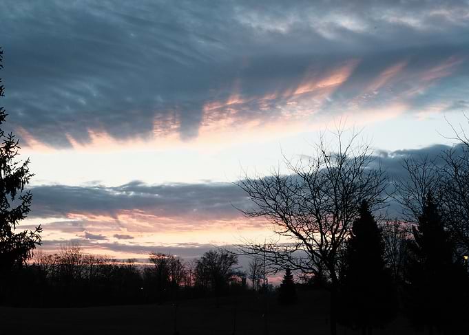 Silhouetted Trees at Sunset