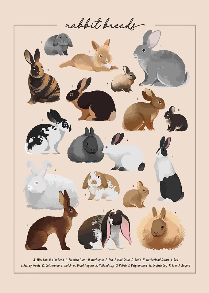 Rabbit Breeds Chart