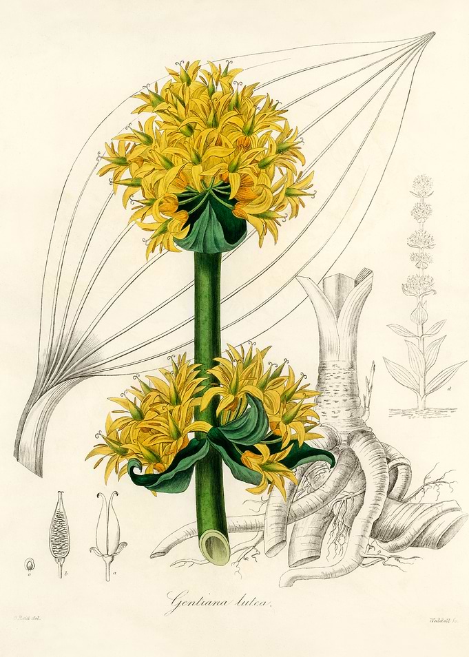 Gentiana lutea Botanical Illustration