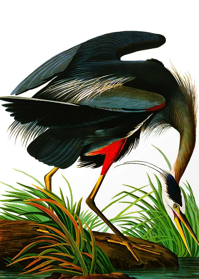 Great Blue Heron Illustration