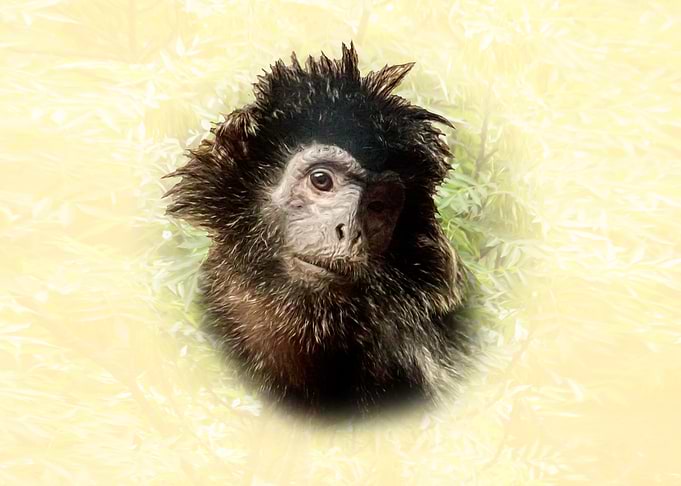 Javan Langur