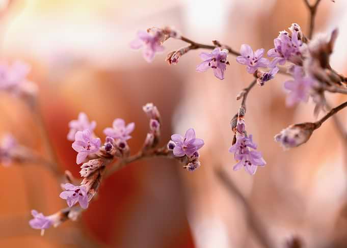 Delicate Purple Flowers