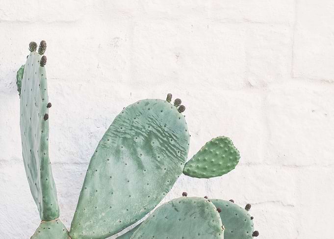 Puglia, Italy I Cactus Angel wings wild boho green in front of white wall with Italian architecture with minimalist geometric travel photography in retro vintage summer pastel dolce vita aesthetic