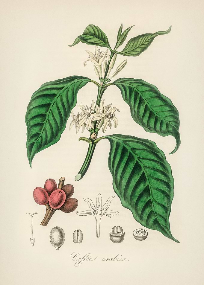 Coffee Plant Illustration