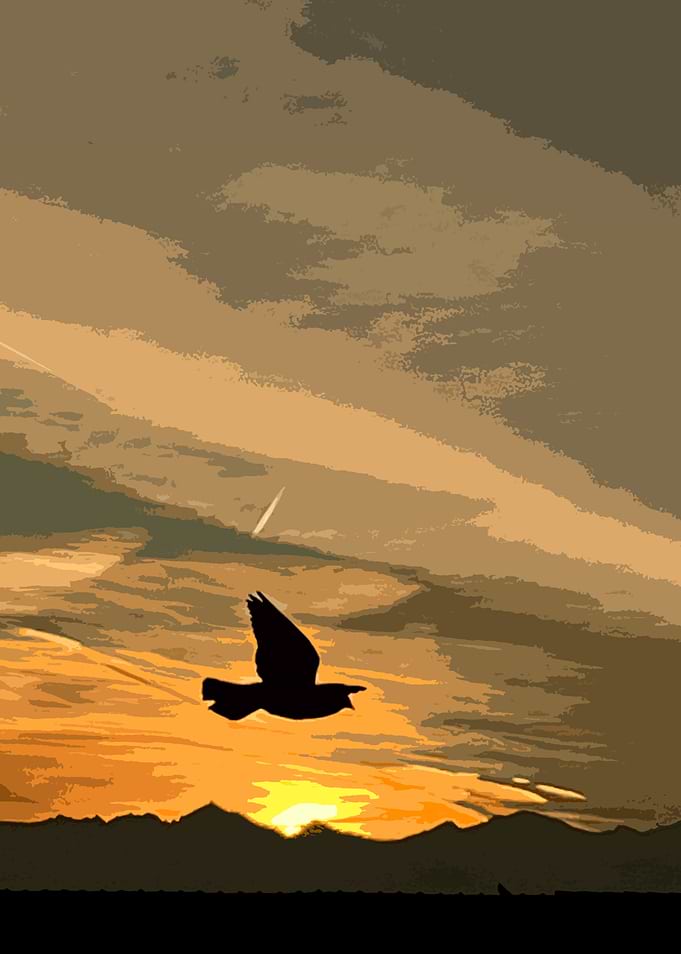 Silhouette of a Bird at Sunrise
