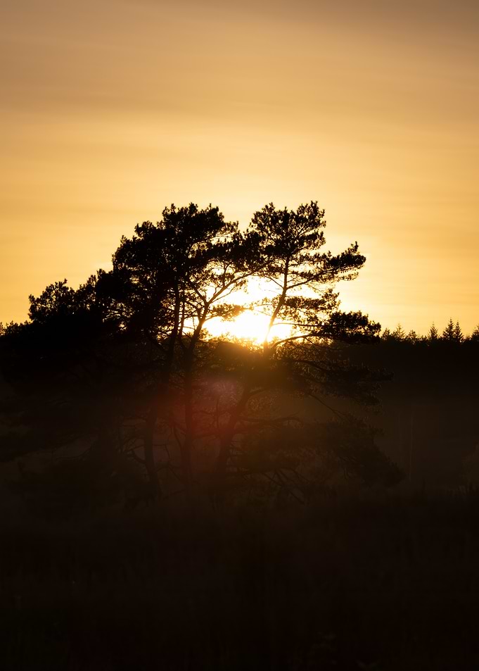 Silhouetted Tree at Sunset