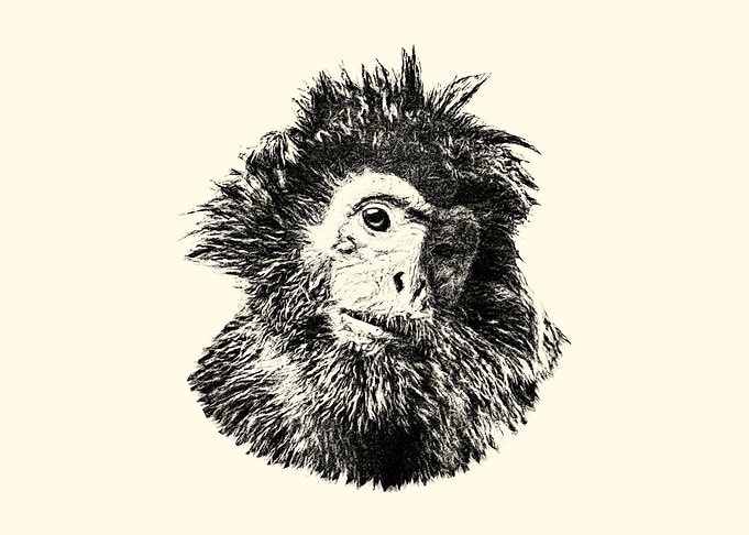 Javan Langur Portrait Sketch