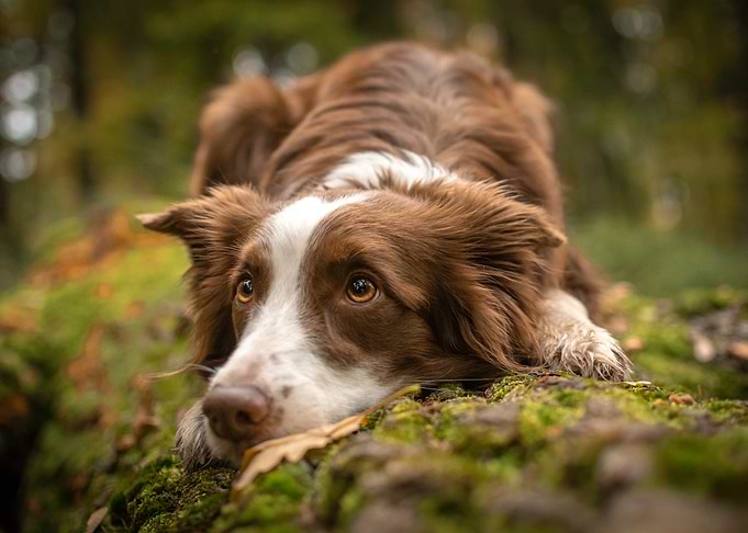 Brown and White Border Collie