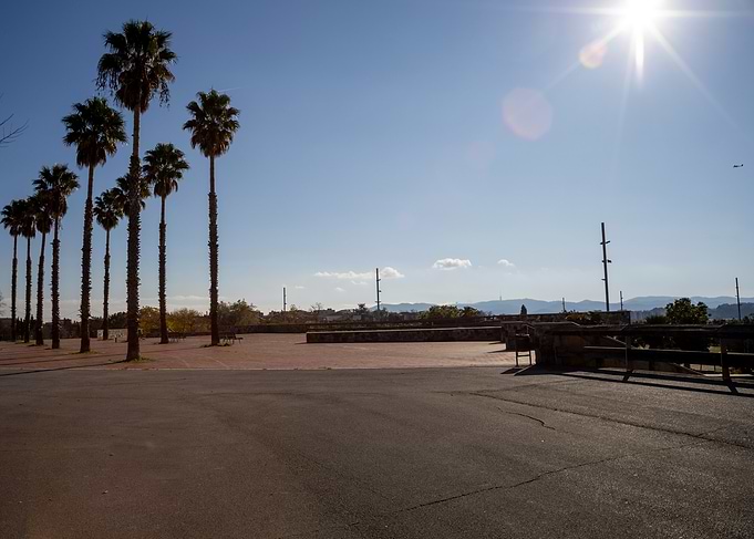 Palm Trees and Sunny Sky
