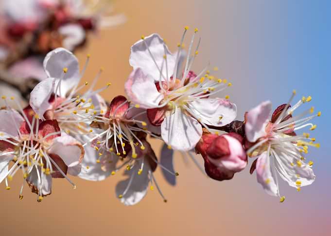 Peach Blossom Close-Up