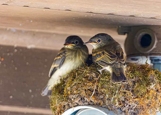 Two Flycatchers in a Nest