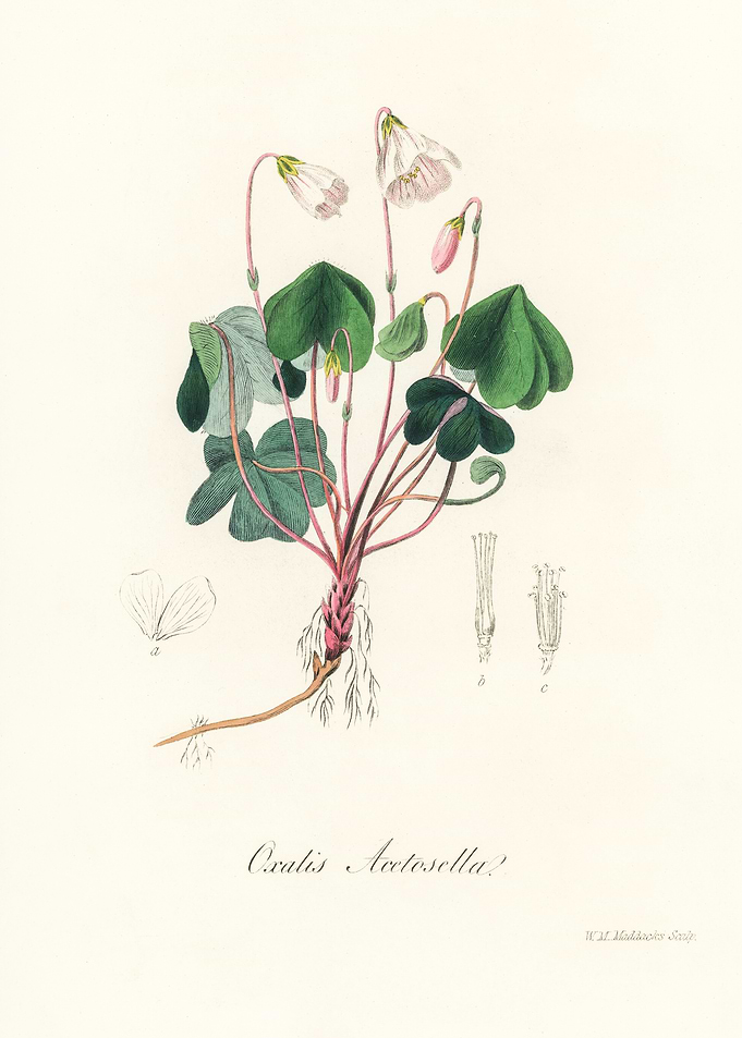 Oxalis Acetosella Illustration