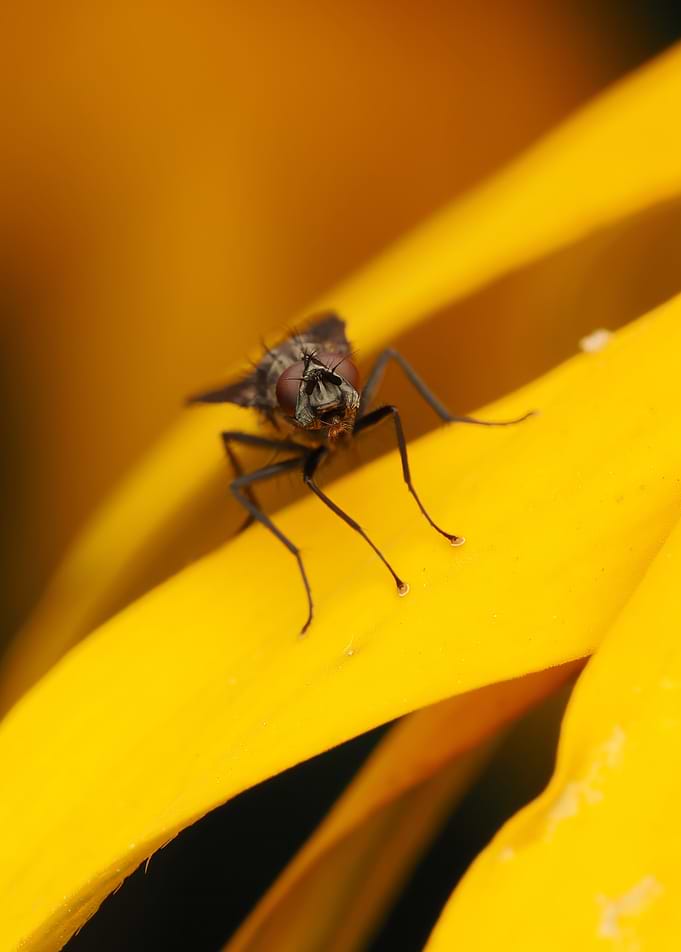 Fly on Yellow Petal