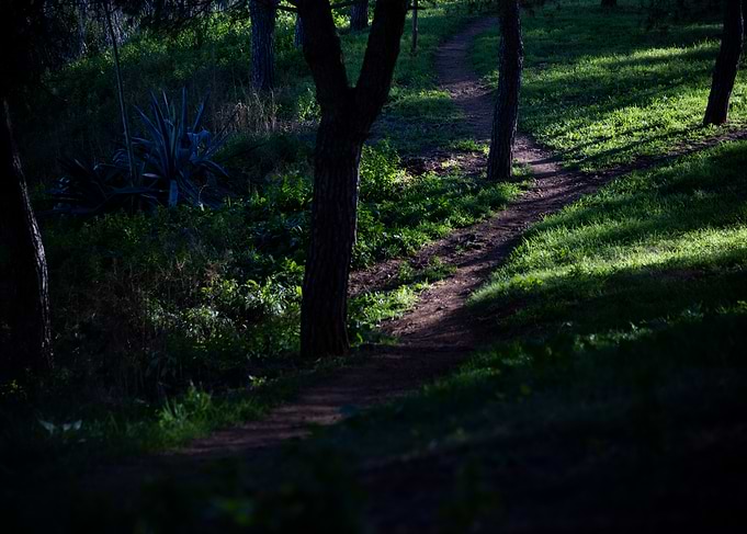 Forest Path