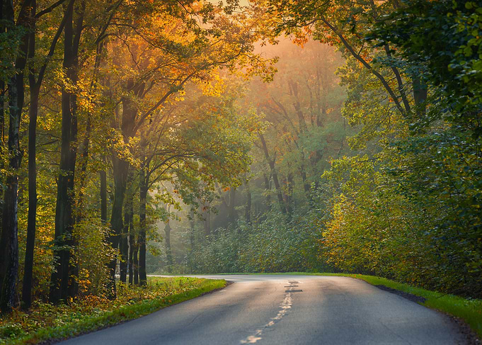 Autumn Road Through Forest, Poland