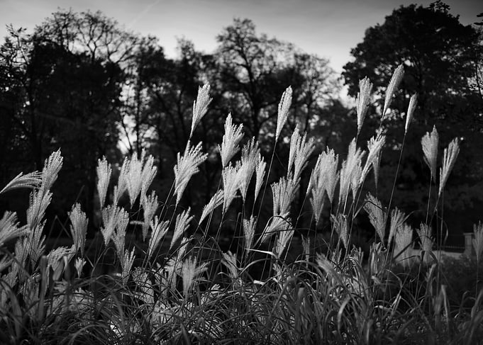 Black And White Reeds
