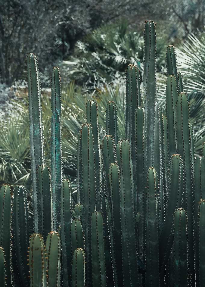Cactus Garden