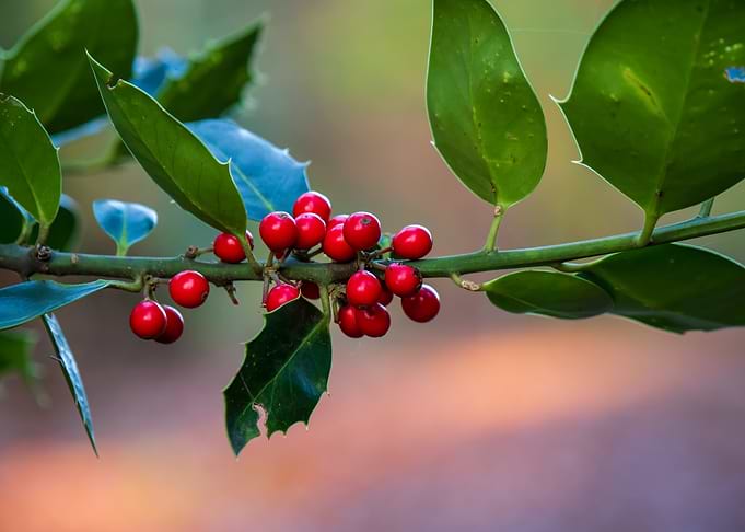 Holly Berries and Leaves