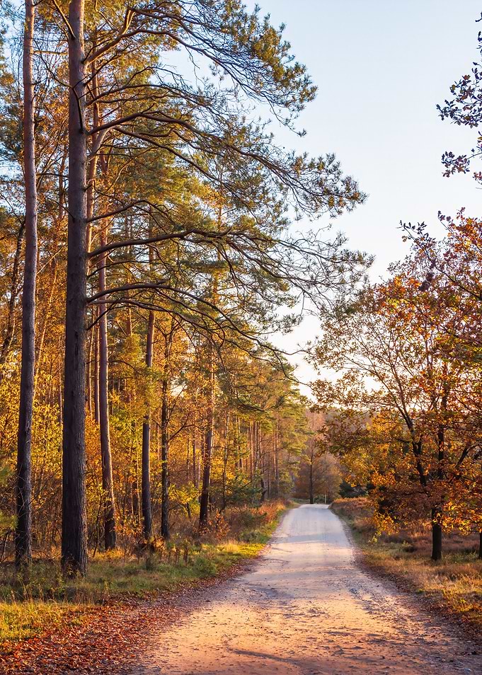 Autumn Forest Path