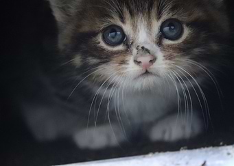 Cute Kitten with Blue Eyes