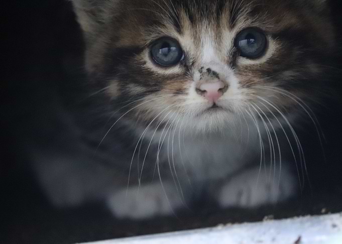 Cute Kitten with Blue Eyes