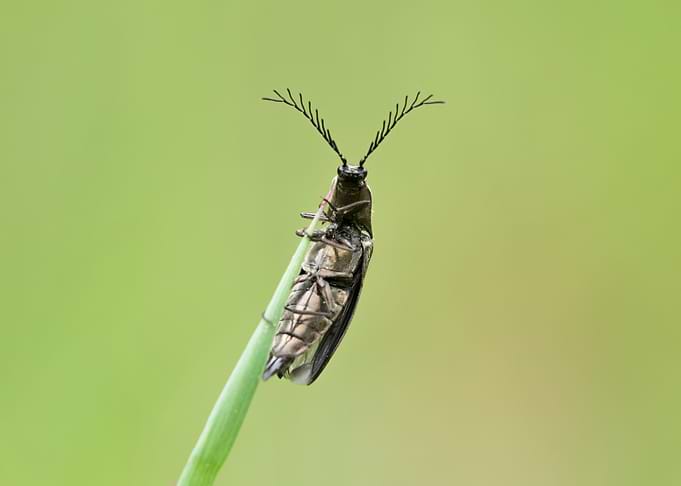 Click Beetle on Grass