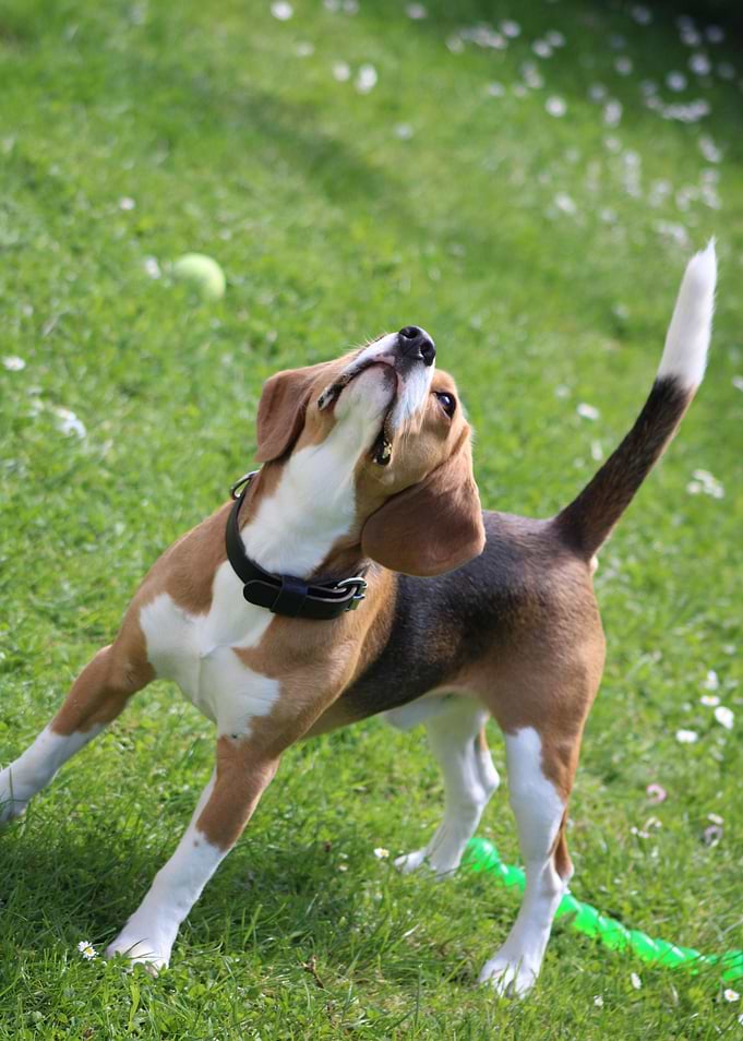 Beagle Dog Playing in Grass