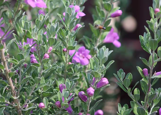 Purple Flowers and Bee