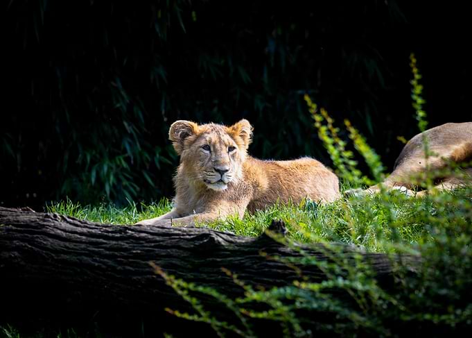 Lion Cub in Lush Greenery