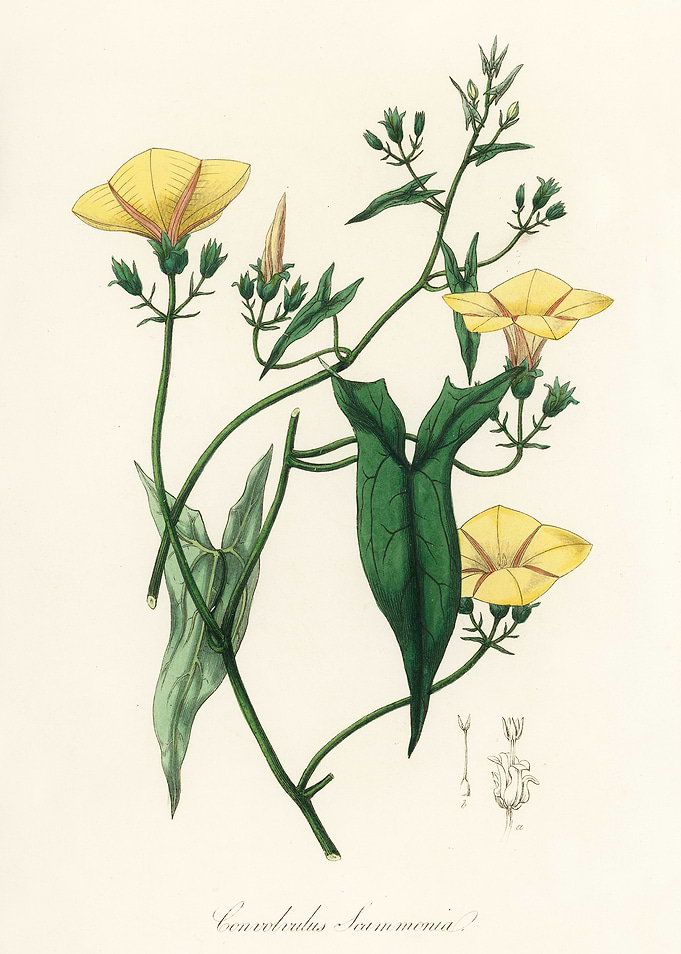 Yellow Flower Illustration