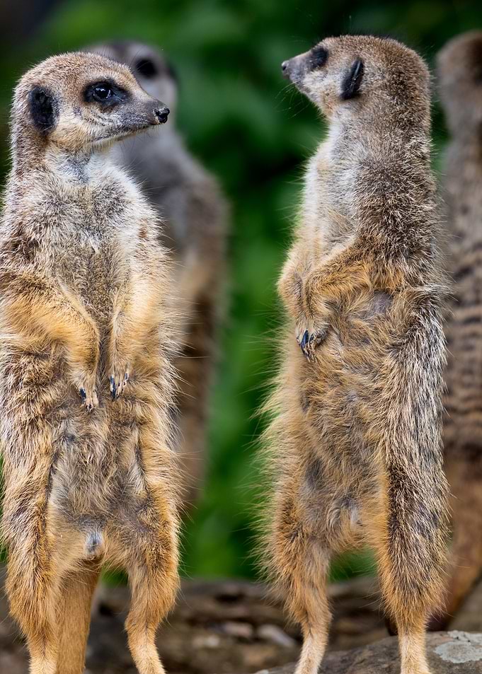 Meerkat Pair Standing Tall