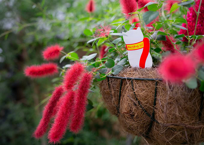 Red Cat Tail Plant with Cat