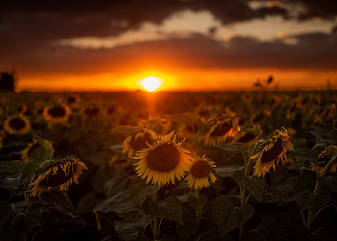 Sunflowers at Sunset