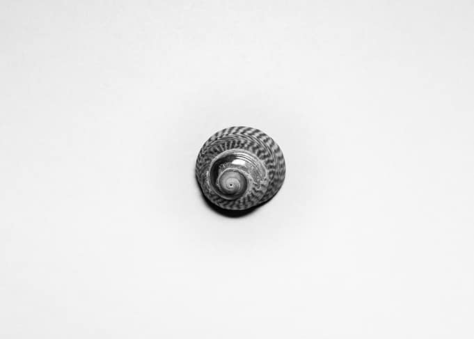 Seashell