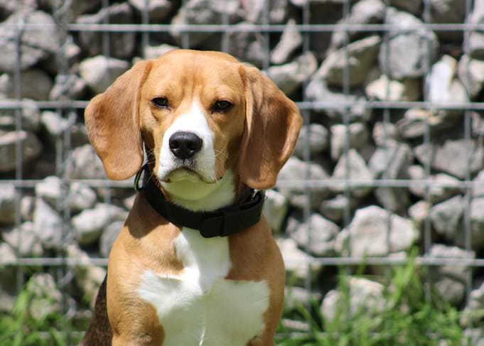 Beagle Dog Portrait