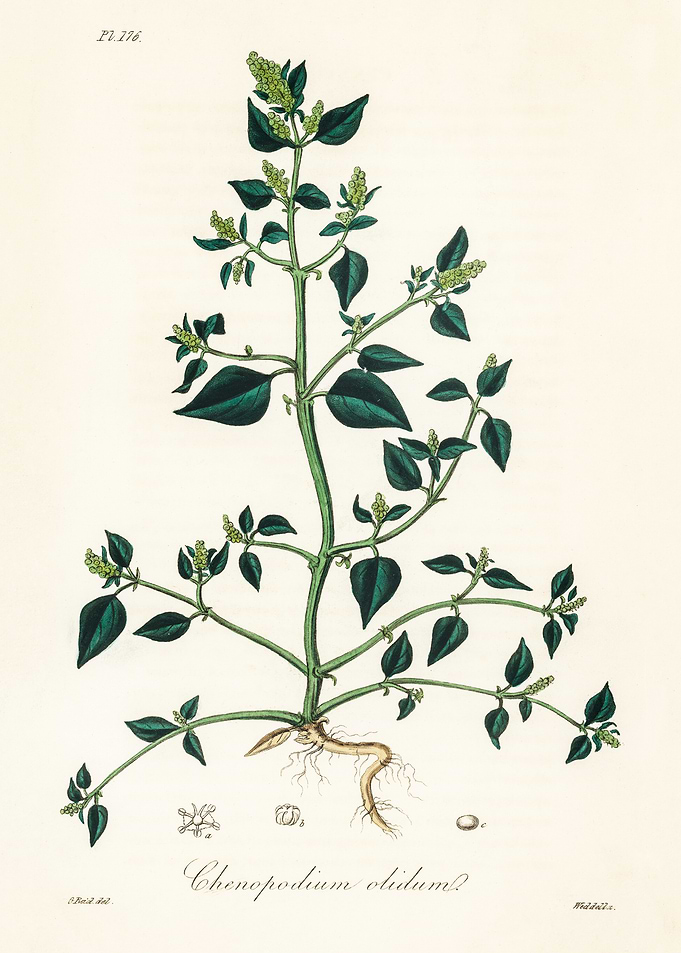 Botanical Illustration of Chenopodium olidum