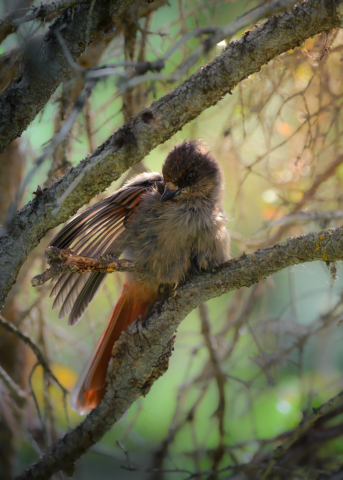 Siberian Jay preening