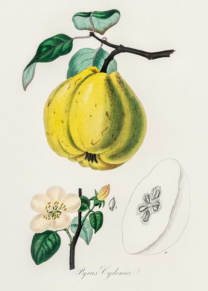 Quince Fruit Illustration