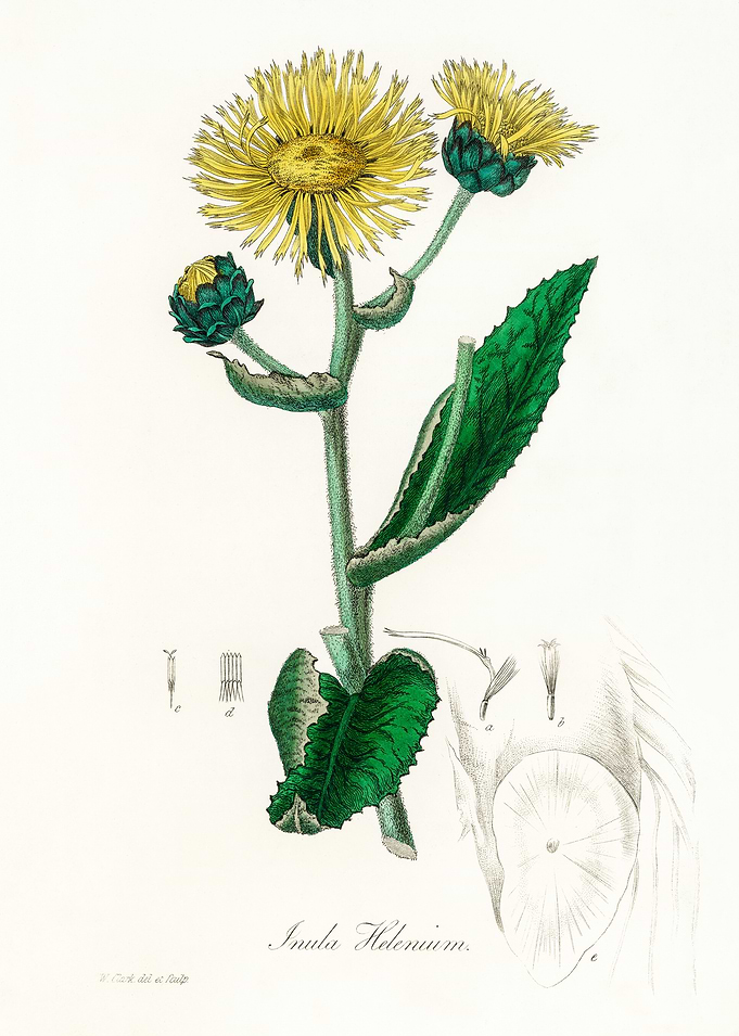 Inula Helenium Flower Illustration