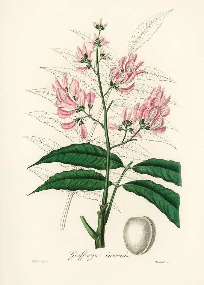 Geoffroya inermis Botanical Illustration