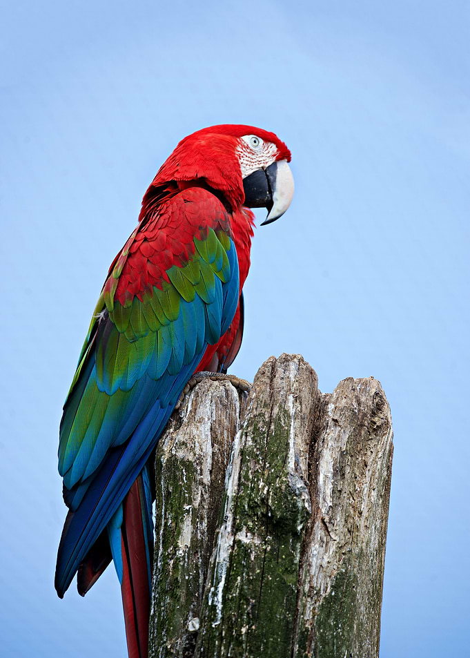 Scarlet Macaw on a Branch