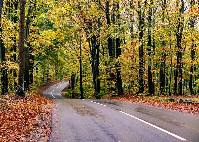Autumn Road Through Forest