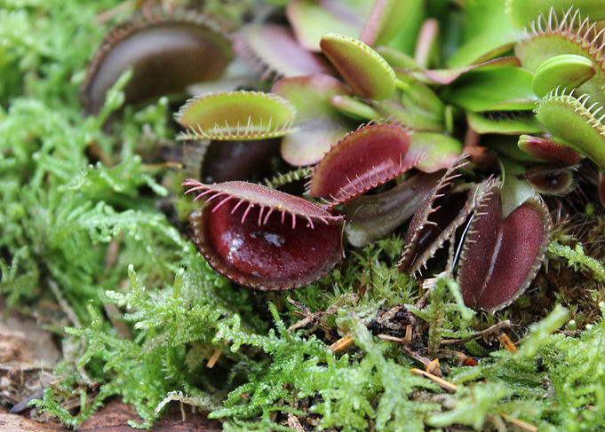 Venus Flytrap Close-Up