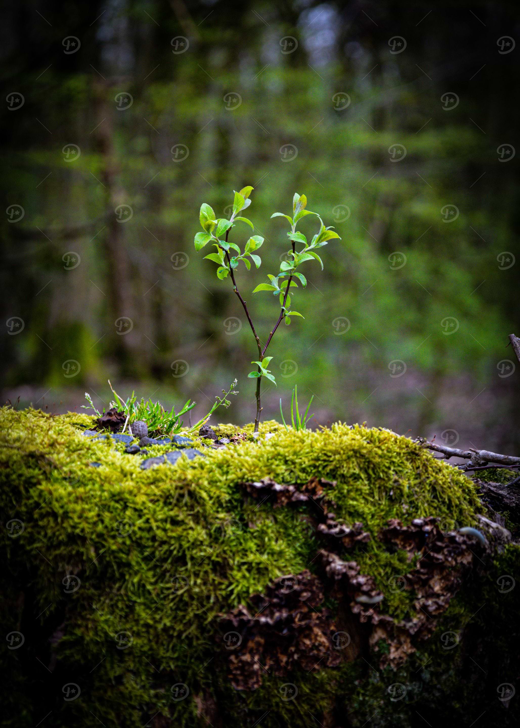 New Life in the Forest