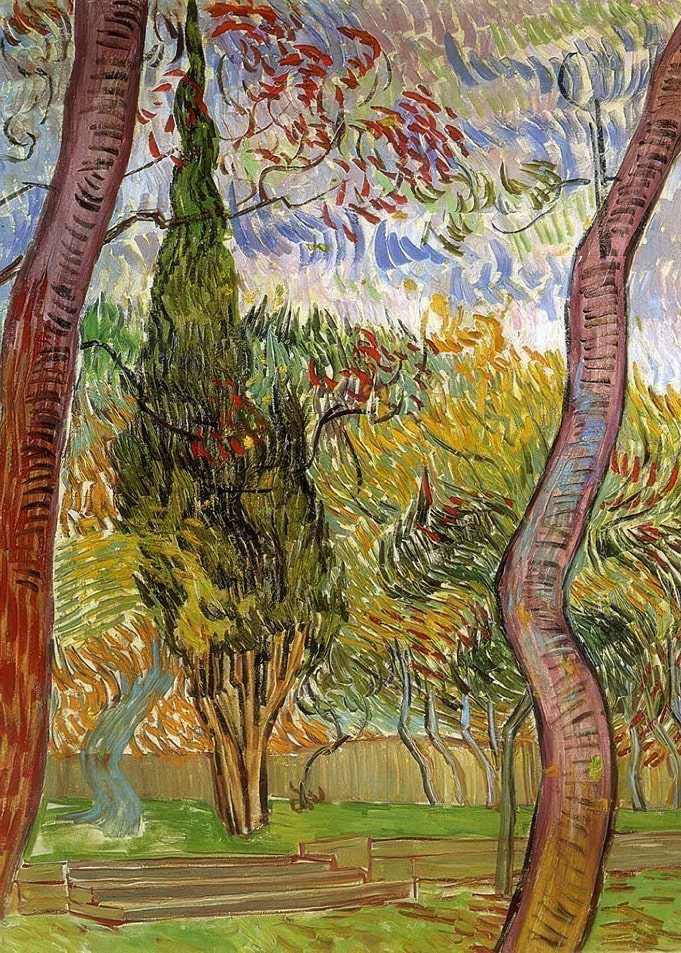 Cypress Trees in Garden